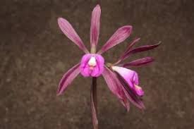Image result for Nervilia sp.no.4