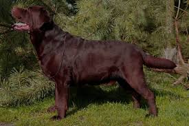 Image result for labrador retrívr