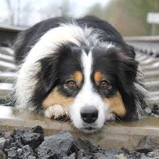 Feel free to browse hundreds of active classified puppy for sale listings, from dog breeders in pa and the surrounding areas. Blue Heeler Australian Shepherd Mix Facts