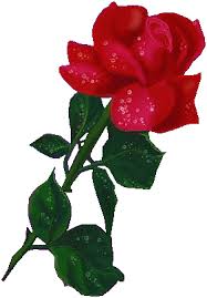 Resultado de imagem para gif rosas
