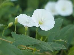 Image result for Convolvulus arvensis