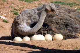 Others give birth to very immature embryo type babies which then certain species of skinks give birth to live babies while others lay eggs. Ostrich Facts Ostriches African Animals