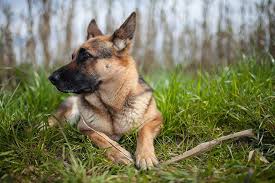 Deutsche schäferhunde welpen aus hobbyzucht in liebevolle hände abzugeben ein welpe ist kein kinderspielzeug, benötigt viel zeit, braucht. Schaferhund Hund Infos Zu Rasse Charakter Grosse