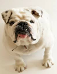 Purebred fawn french bulldog with black mask and white chest stain posing over isolated background. English Bulldog Breed A Complete Guide