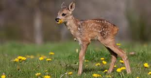 Haben sie sich schon einmal gefragt, wann oder wie die kleinen tiere eigentlich schlafen? Das Reh Wildes Tier Mit Sanften Augen Landkind