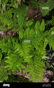 Image result for Arachniodes webbiana