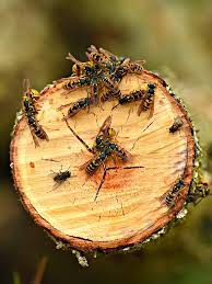 Pest control 24 london > wasps. Wasp Nest Removal In Gravesend Northfleet Meopham Higham Cobham Gravesham Pest Control