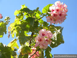 Image result for Dombeya burgessiae