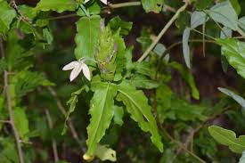 Image result for Ecbolium