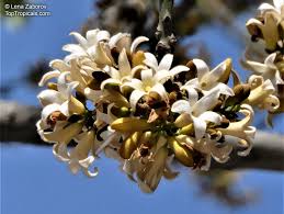 Image result for Brachychiton australis