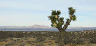 Jacob 1 Joshua Tree Near Fpp Wildlands