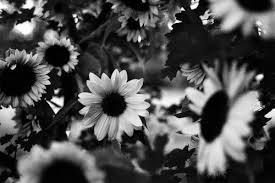 Pin By Briana Milligan On Pretty Pics White Sunflowers Flowers Sunflower Pictures