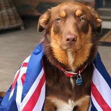 Even Clancy Mr Overflow Is Celebrating Australia Day Wearing His Favourite Flag Australiaday Kelpie K Australian Kelpie Happy Australia Day Aussie Flag