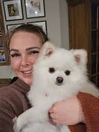 Pomeranian Dog Photo and Breed Discussion