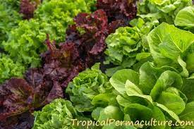 When most areas of the country are having dead of winter, we are having our cool season. Growing Lettuce And How To Grow Lettuce In Hot Weather