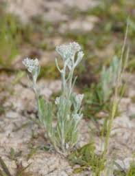 Image result for Vellereophyton dealbatum