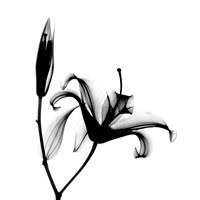 Download X Ray Flower Art X Ray Flower Prints At Fulcrumgallery
