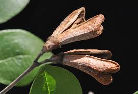 Image result for Schrebera trichoclada