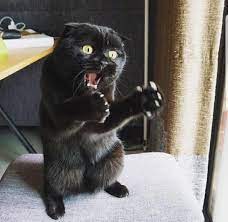 allah seni inandirsin aha boyle bir tirmik attim sonra ortadan kayboldu cats funny animal pictures cat memes
