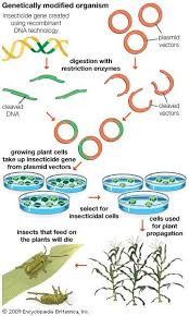 Genetically Modified Organism Definition Examples Facts Recombinant Dna Dna Technology Genetics