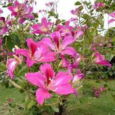 Image result for Bauhinia purpurea