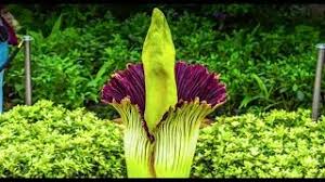 In fact, meredith and nathaniel merriwick were the founders of middleton. Corpse Flower Timelapse Video Chicago Botanic Garden Youtube