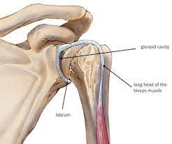 The long head tendon connects the muscle to the top of the glenoid labrum, or shoulder joint socket. Shoulder Labrum Tear Polaris Pt Wellness