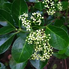 Image result for Agelanthus myrsinifolius
