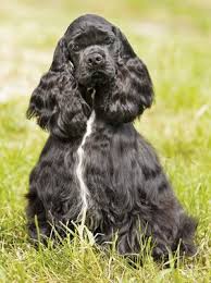 Full Grown Black American Cocker Spaniel The Cocker Spaniel Black Cocker Spaniel Cocker Spaniel American Cocker Spaniel