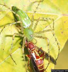 We did not find results for: Green Lynx Spider Peucetia Viridans Hentz