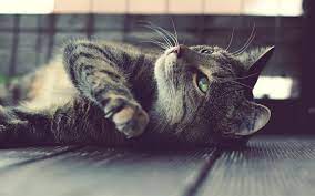 download wallpapers gray domestic cat pets cats green eyes cute cat besthqwallpapers com haustiere katzen niedliche katze