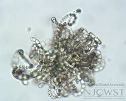 Image result for Adenia dolichosiphon