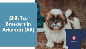 Look here to find a shih tzu breeder who may have puppies for sale or a male. 13 Shih Tzu Breeders In Arkansas Ar Shih Tzu Puppies For Sale Animalfate