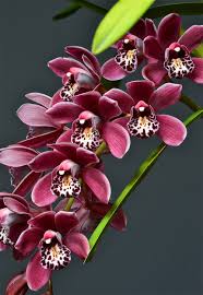 Check spelling or type a new query. Orquideas Imagenes Tipos Cuidados Y Cultivo Informacion Imagenes