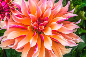 Image result for Dahlia sp. (cultivar)