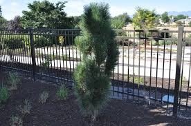 Green Tower Austrian Pine
