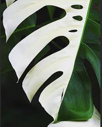 The Sources Of Where To Buy Plants Online With Links To Europe Uk Australia Usa And Canada Variegated Plants Plants Rare Plants