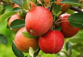 Many apple trees thin themselves naturally to some extent, so it should be no great surprise to see some aborted fruit. Apple Tree Planting Pruning Varieties Care And Diseases
