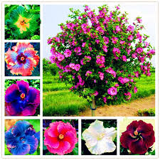 If the plants are propagated by ants who steal and disperse the seeds, the bags will help prevent the ants from. 100pcs Bag Hibiscus Flower Seeds Garden Home Potted Plants Flower Mixed Colors Perennial Seeds Plants Seeds Bulbs