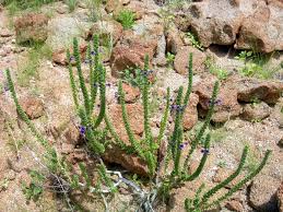 Image result for Anticharis