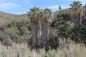 Image result for Washingtonia filifera