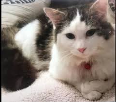 DEXTER 🫶🏻 STILL MISSING !!!!! please if you have seen or have any  information reguarding his whereabouts contact me 📍