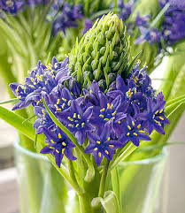Insekten und pflanzen sind ein eingespieltes team: Scilla Peruviana Touch Of Beauty 1a Qualitat Baldur Garten