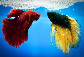 Bettas Lifespan Can Be Affected By Several Different Things Find Out How To Can Make Sure That Your Betta Survives As Long As Possible Betta Fish Betta Fish