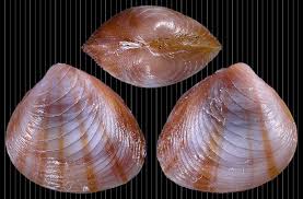 Image result for Digitaria complanata