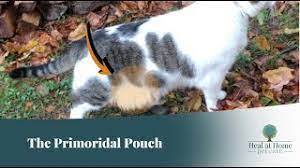 Does Your Cat Need A Tummy Tuck Heal At Home Pet Care