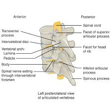 Check spelling or type a new query. Bones And Ligaments Of The Vertebral Column Radiology Case Radiopaedia Org Spinal Nerve Vertebrae Column