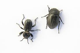 As the bed bug molts into its next life stage, the old skin casings are left behind. What Do Beetles Eat Around Your Home And Outside