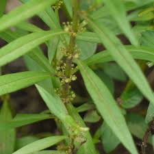 Image result for Ammannia baccifera