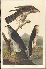 If you are looking for some mindful relaxation and stress reduction, these printable adult coloring pages are for you. Goshawk Stanley Hawk Digital Commonwealth